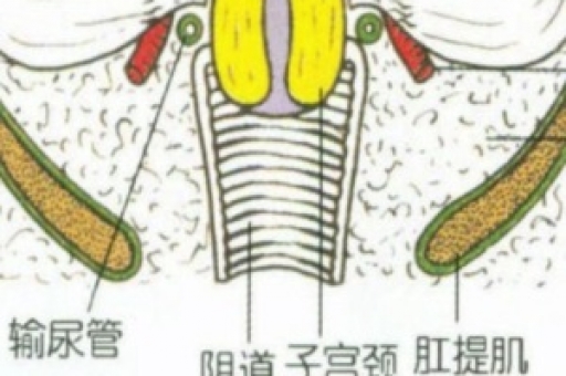 揭秘胚胎着床的三个过程 揭秘胚胎着床的三个过程