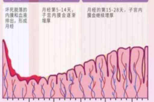 排卵到底是一整天还是一瞬间? 排卵到底是一整天还是一瞬间?
